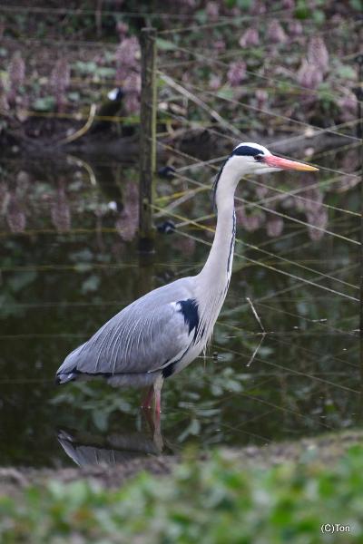 DSC_3810.JPG - Blauwe reiger