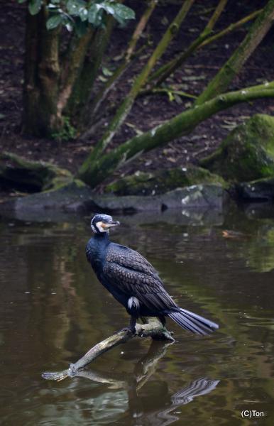 DSC_3848.JPG - Aalscholver