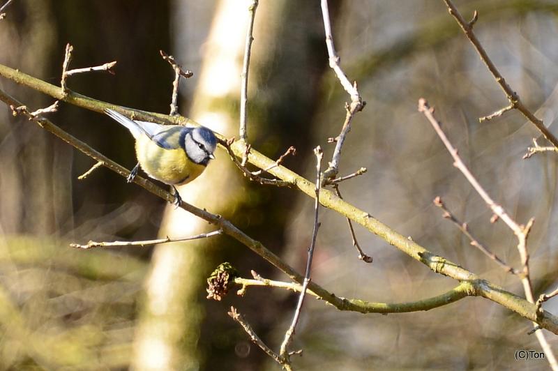 DSC_3325.JPG - Pimpelmeesje