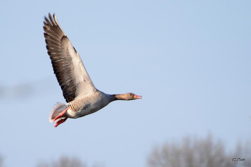 DSC_3267.JPG - Grauwe gans in de vlucht