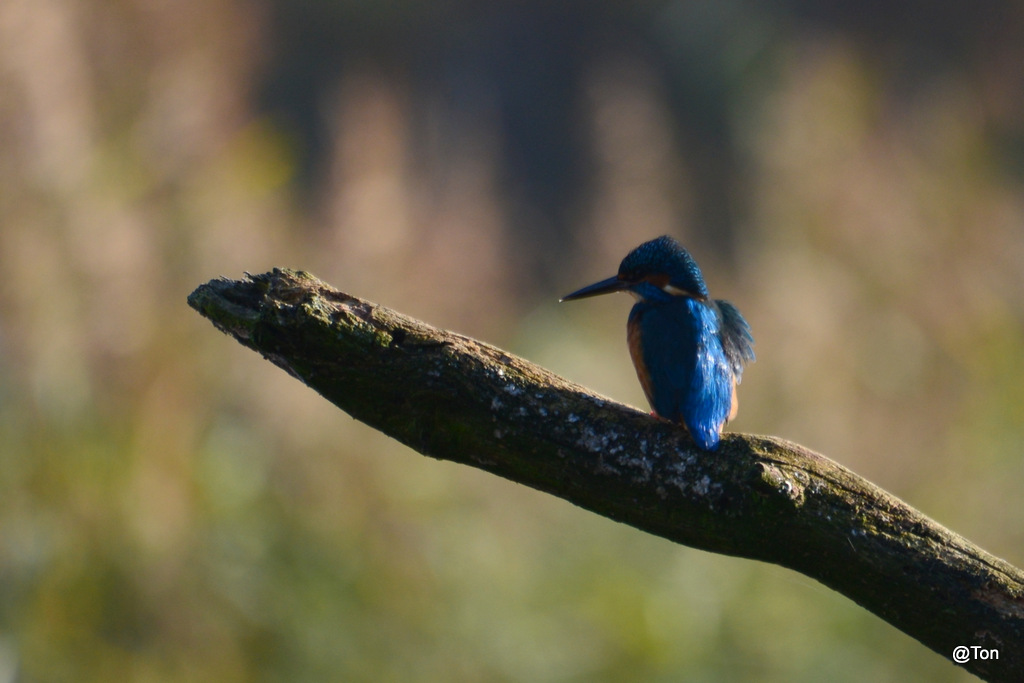 DSC_6000.JPG - IJsvogeltje