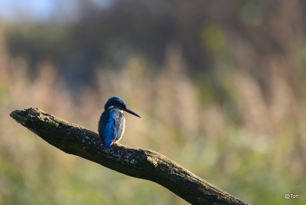 DSC_6004.JPG - IJsvogeltje