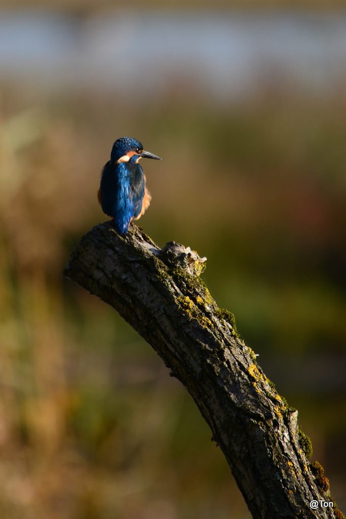 DSC_6009.JPG - IJsvogeltje