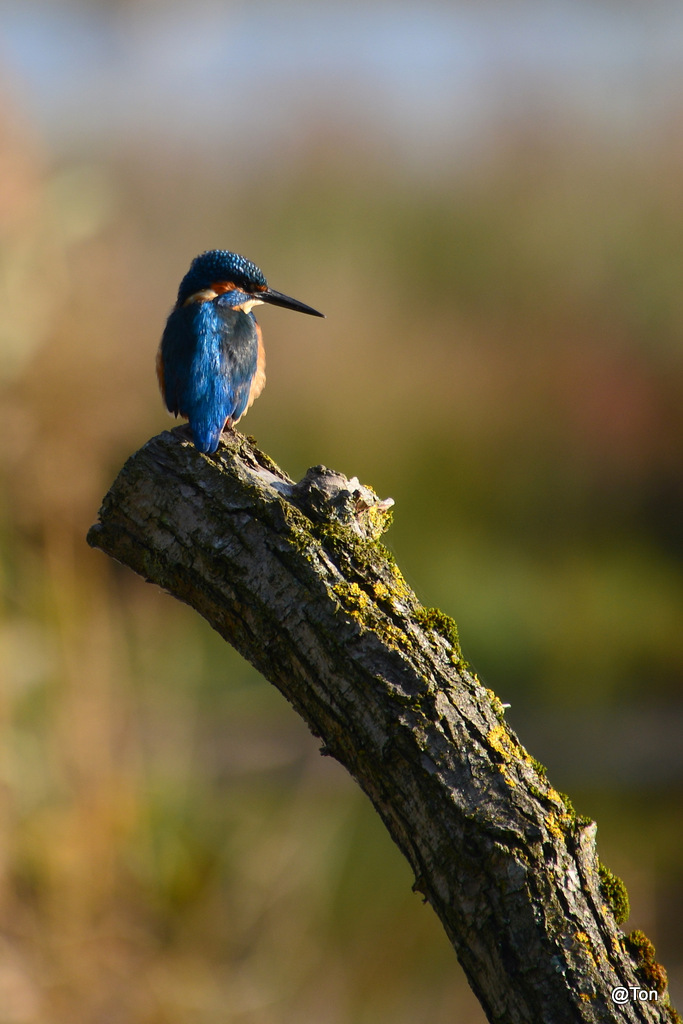 DSC_6012.JPG - IJsvogeltje