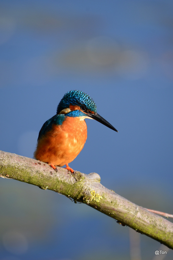 DSC_6029.JPG - IJsvogeltje