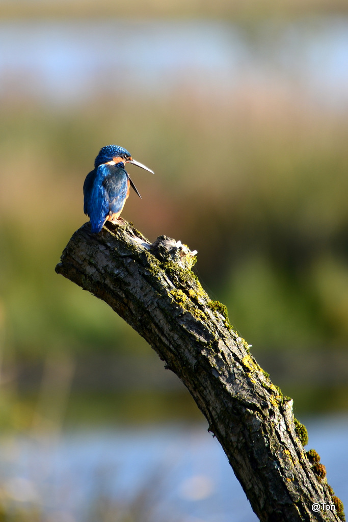 DSC_6050.JPG - IJvogeltje