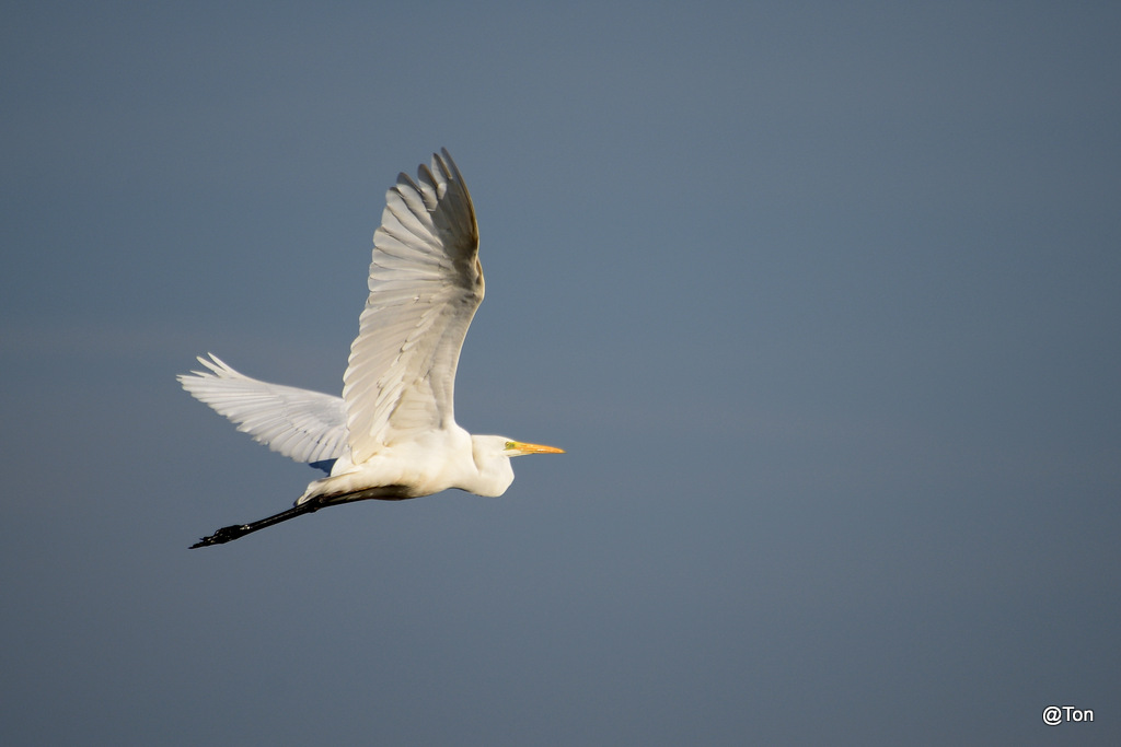 DSC_6053.JPG - Zilverreiger