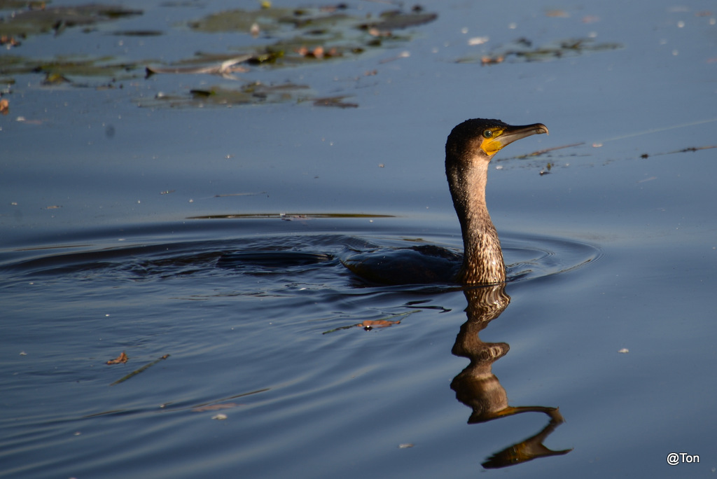 DSC_6072.JPG - Aalscholver