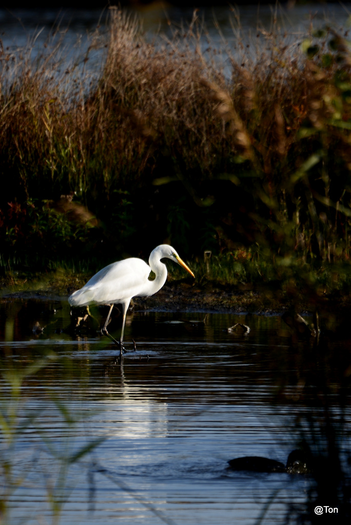 DSC_6079.JPG - Zilverreiger