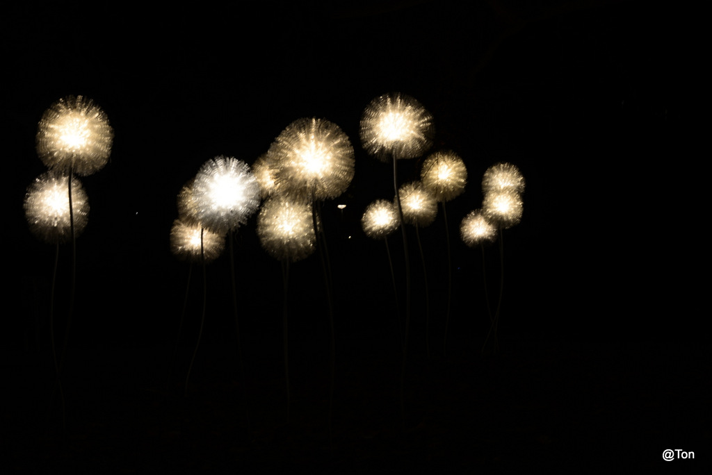 DSC_6551.JPG - Giant Dandelions