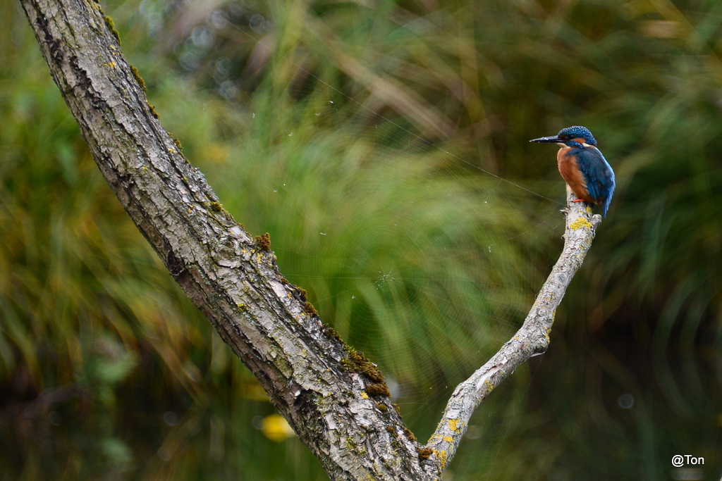 DSC_5532.JPG - IJsvogeltje