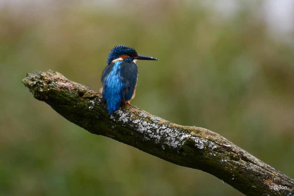 DSC_5569.JPG - IJSvogeltje