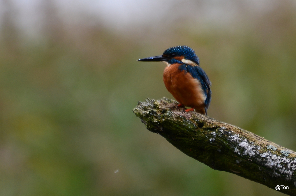 DSC_5584.JPG - IJsvogeltje