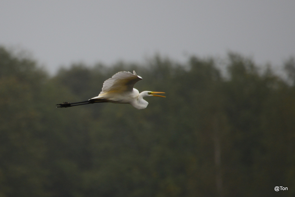 DSC_5630.JPG - Zilverreiger