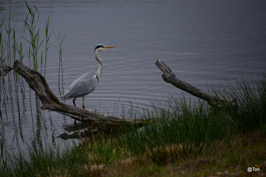 DSC_5694.JPG - Blauwe reiger