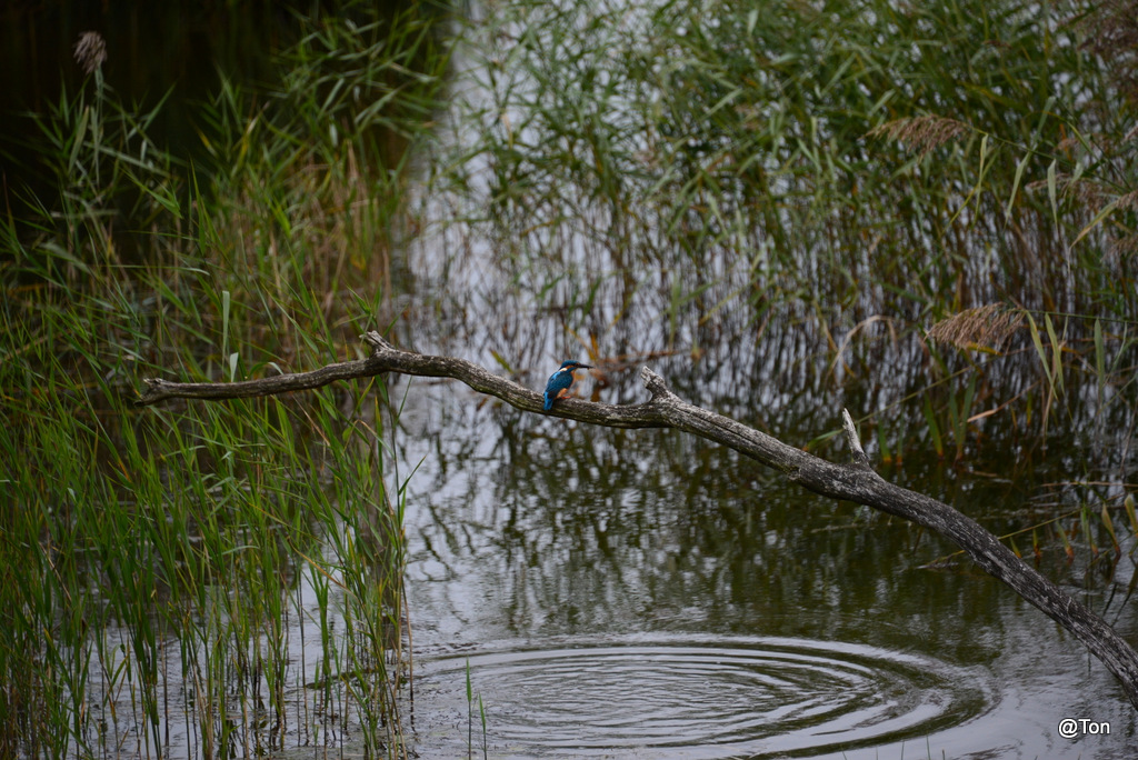 DSC_5699.JPG - IJsvogeltje met een visje..