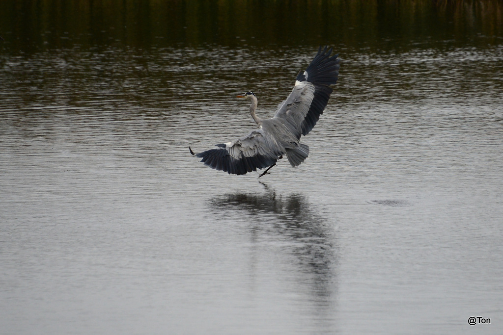 DSC_5733.JPG - Blauwe reiger