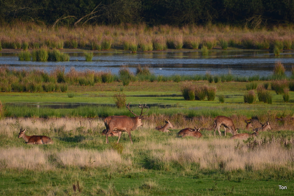 DSC_3524.JPG - Herten in het Weerterbos