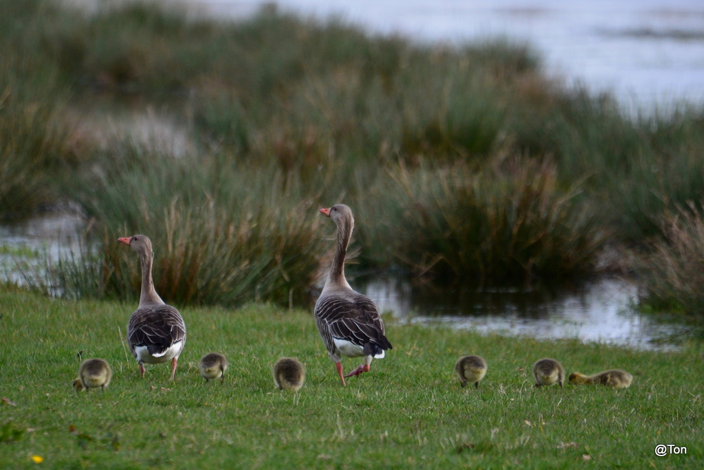 DSC_9977.JPG - Ganzenfamilie