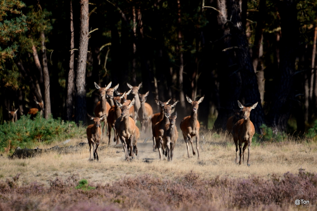 DSC_8434.JPG - De Hindes komen uit het bos...