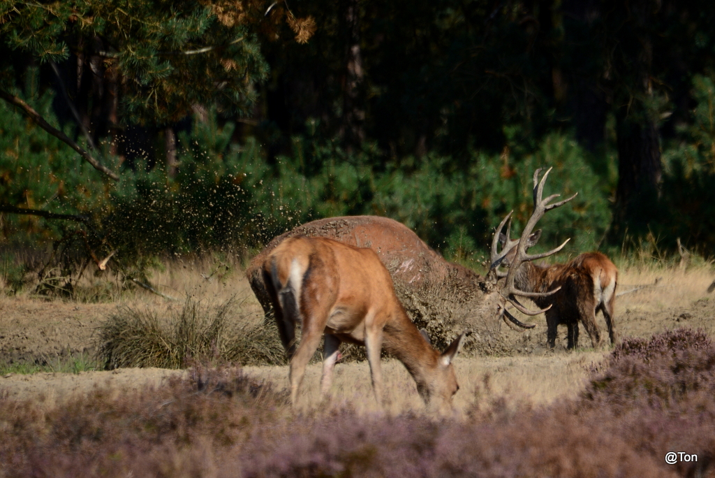 DSC_8536.JPG - Met modder gooien