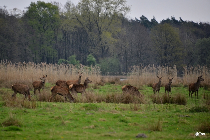 DSC_5982.JPG - Hindes in het Weerterbos