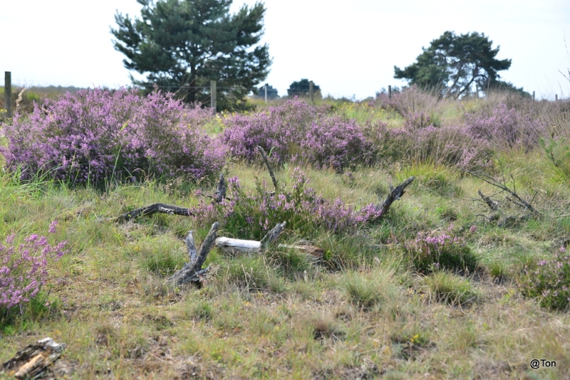 DSC_2974.JPG - bloeiende heide