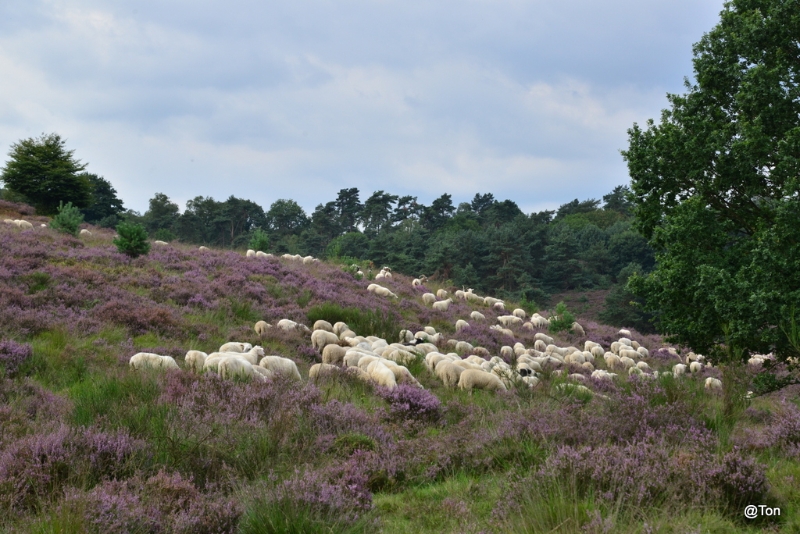 DSC_2765.JPG - Schapen op de heide