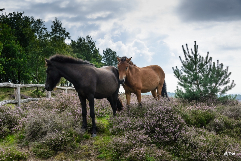 paarden-2649.JPG