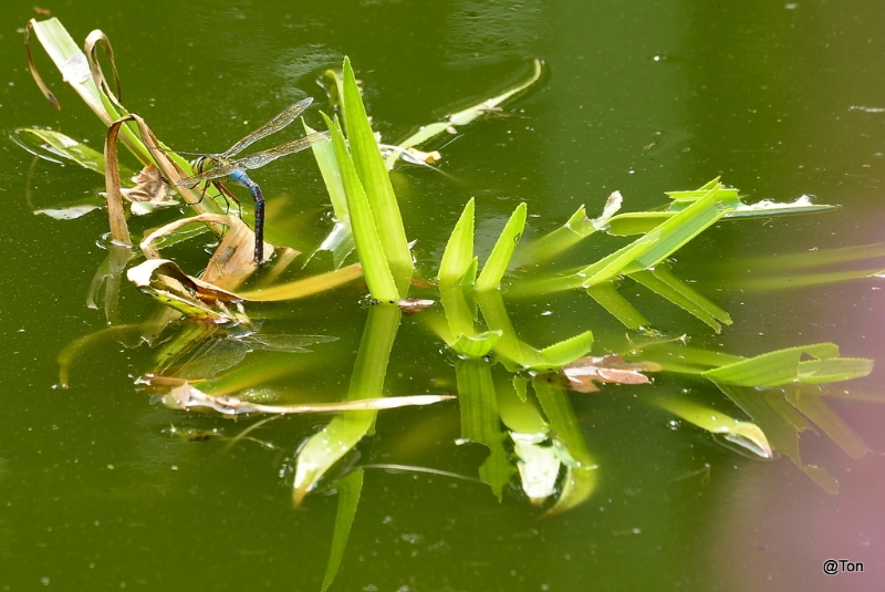 DSC_9089.JPG - Grote keizerlibel zet haar eitjes af