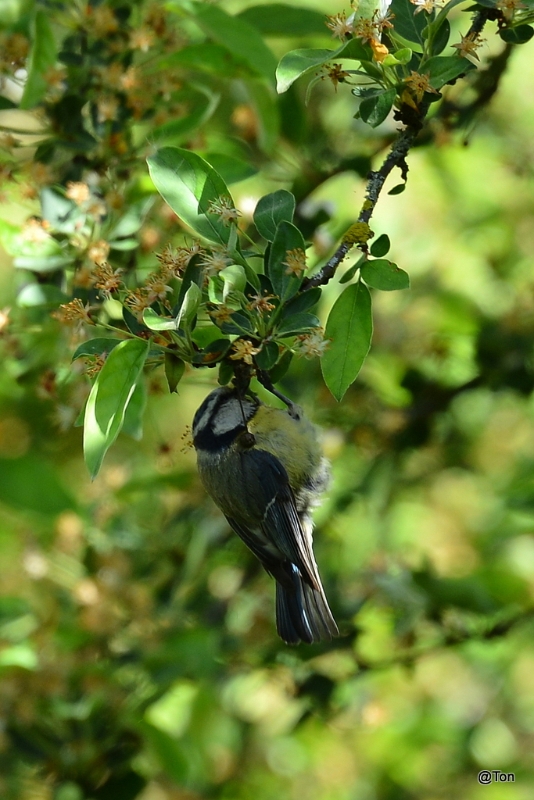 DSC_6832.JPG - Pimpelmeesje