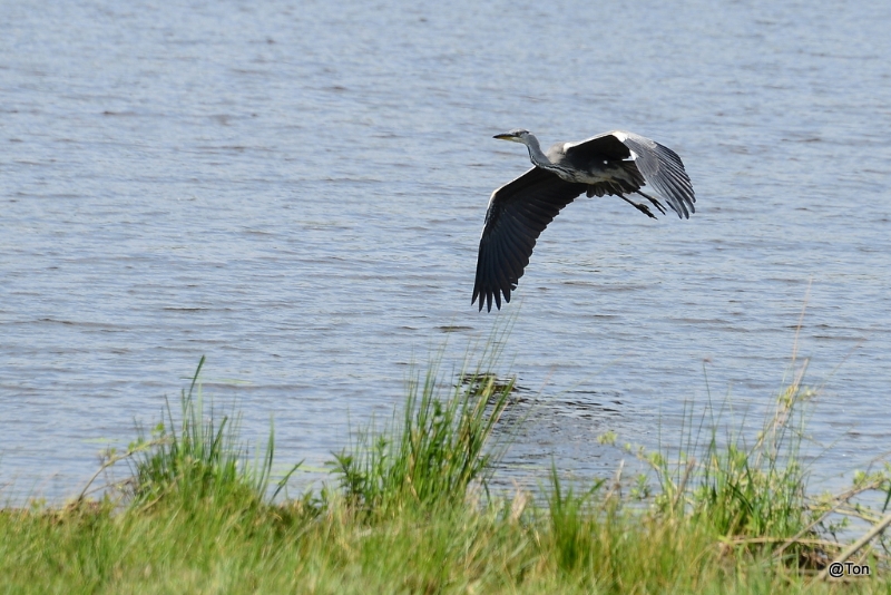 DSC_7625.JPG - Blauwe reiger