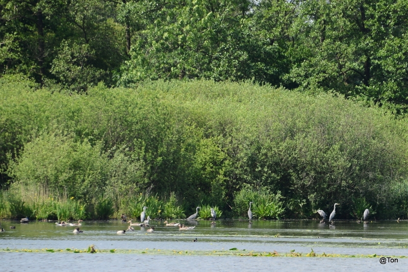 DSC_7661.JPG - Reigers bij Het Goor