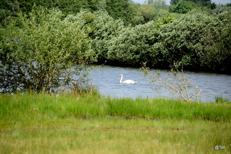 DSC_7666.JPG - Knobbelzwaan