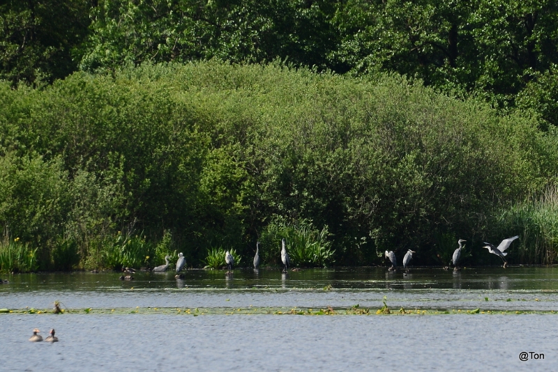 DSC_7670.JPG - Blauwe reigers bij Het Goor