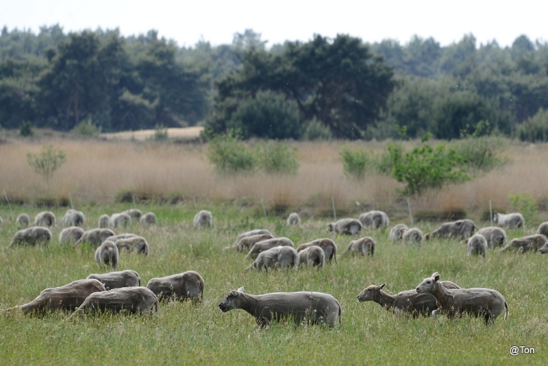 DSC_7684.JPG - Schapen in het Leenderbos