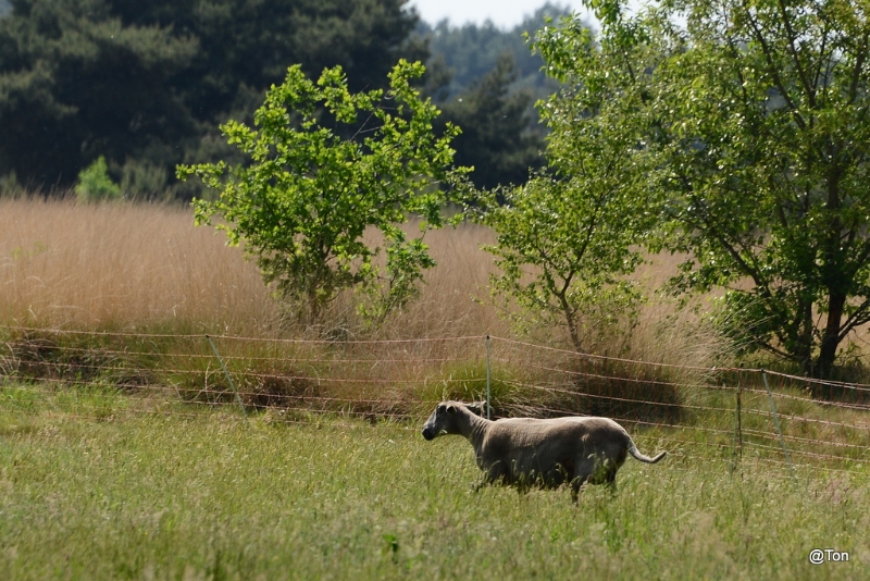 DSC_7687.JPG - Schaap