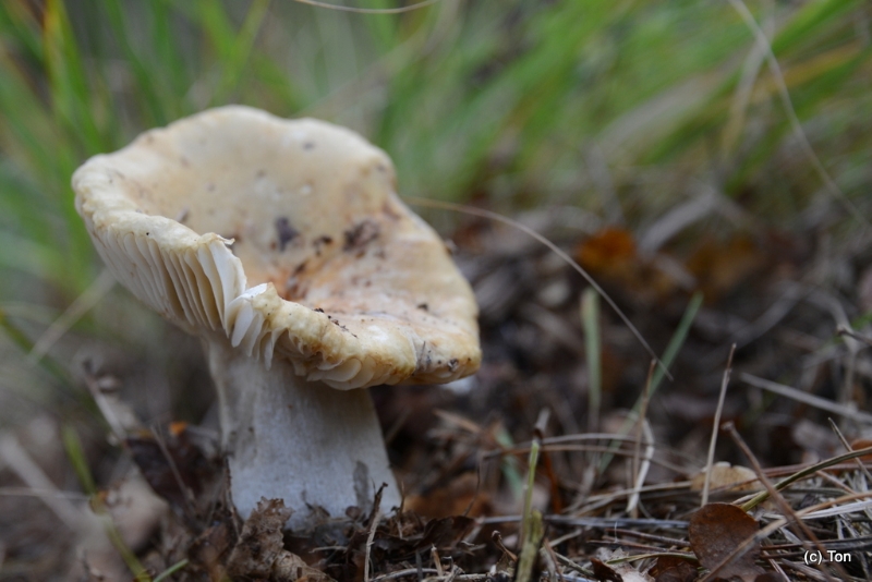 DSC_6462.JPG - geelwitte russula