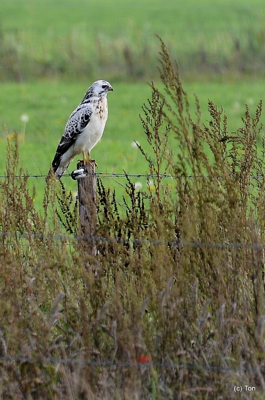 DSC_4740.JPG - Buizerd