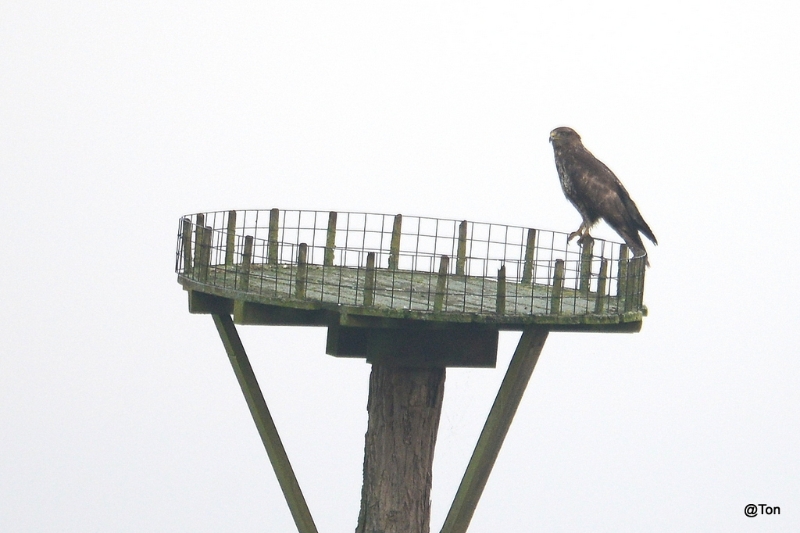 DSC_2810.JPG - Buizerd