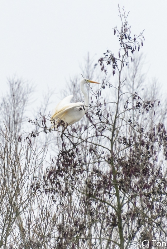 Zilverreiger-1304.jpg