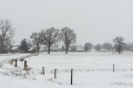 Sneeuwlandschap-2879