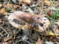 Russula-6598