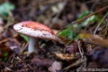 Braakrussula-0232