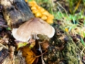 Helmycena-6643