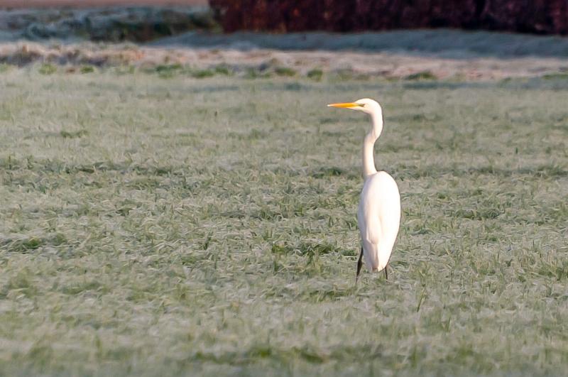 Zilverreiger-3550.jpg