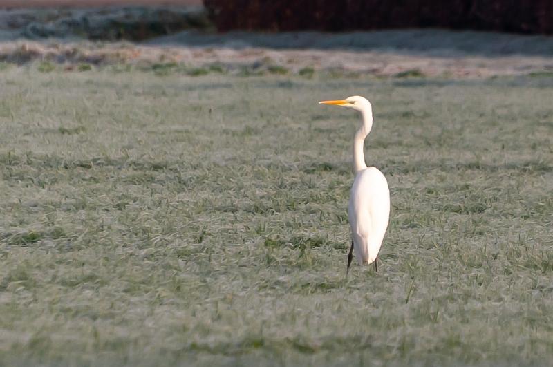 Zilverreiger-3550.jpg