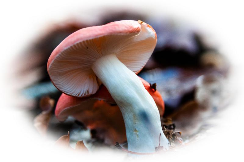 Braakrussula-3070.jpg