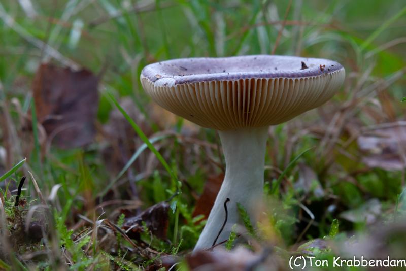 Papilrussula-2483.jpg