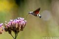 Kolibrivlinder-9629